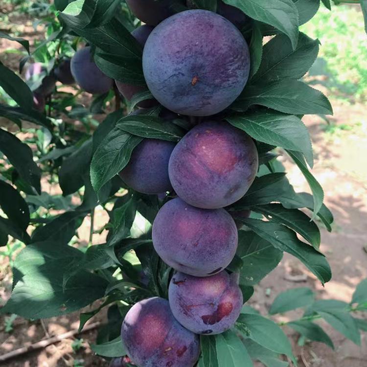 黑琥珀李子苗高效栽培管理技术(怎样培育李子树幼苗)-柯彬网