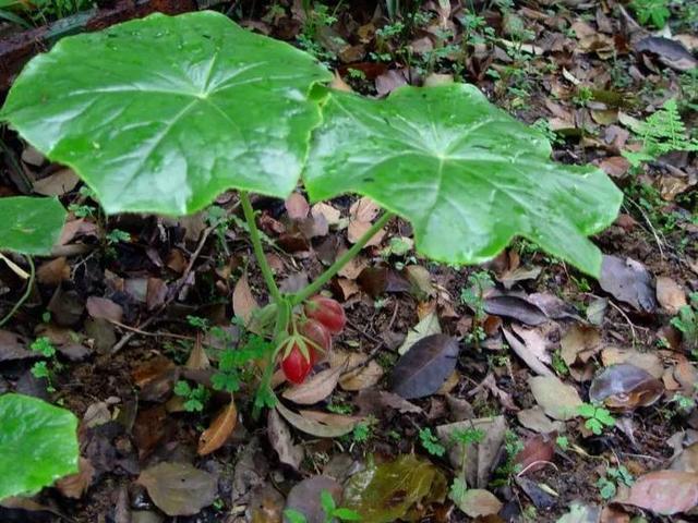 鲜花的花语和花的数目的寓意，鲜花数量的寓意（100种迷人的“数字花”）