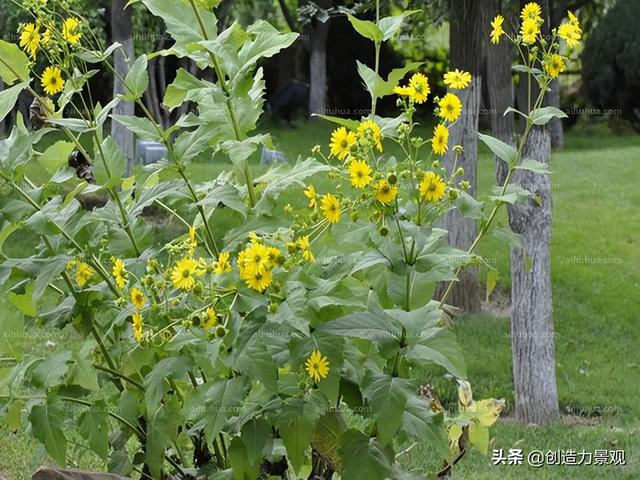 十种不同颜色的花，10种黄色系的庭院花卉