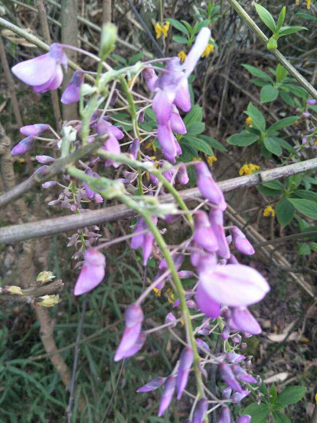 紫藤花寓意及花语，紫藤花的花语和寓意（寓意紫气东来好兆头）