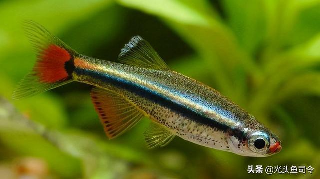 长江名贵鱼前十名，10大凶猛淡水鱼（我国保护的鱼类有87种）