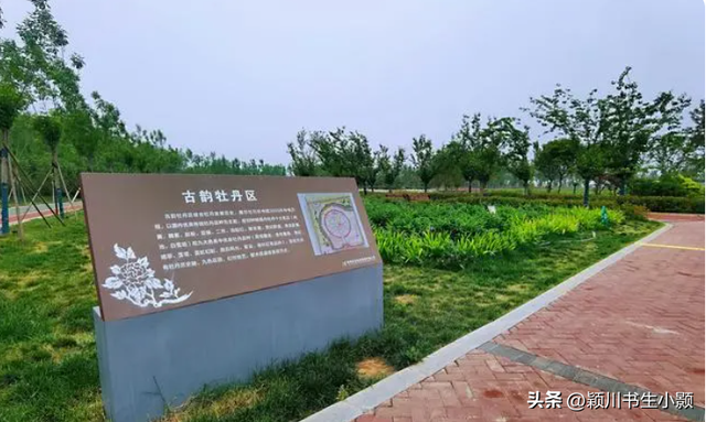 洛阳最值得一看的牡丹园，史上最全的洛阳牡丹观赏园