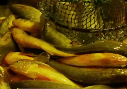 卖金鱼好赚吗，金鱼生意怎么样（别人不支持他偏要瞎折腾）