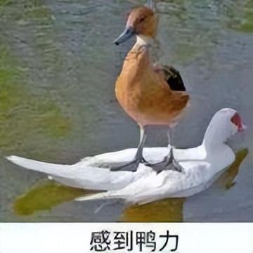 口腔医学考研考试科目，医学考研考哪些科目2022（这所医学院校23考研初试科目更改）