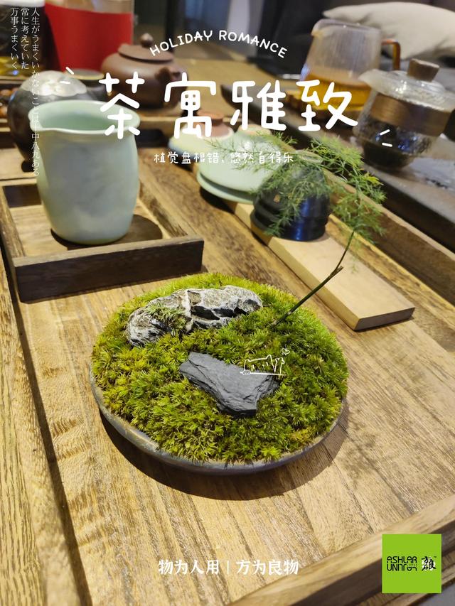 青枫该怎么养护，青枫盆景的养护（茶室禅意微景观摆件丨茶寓雅致）