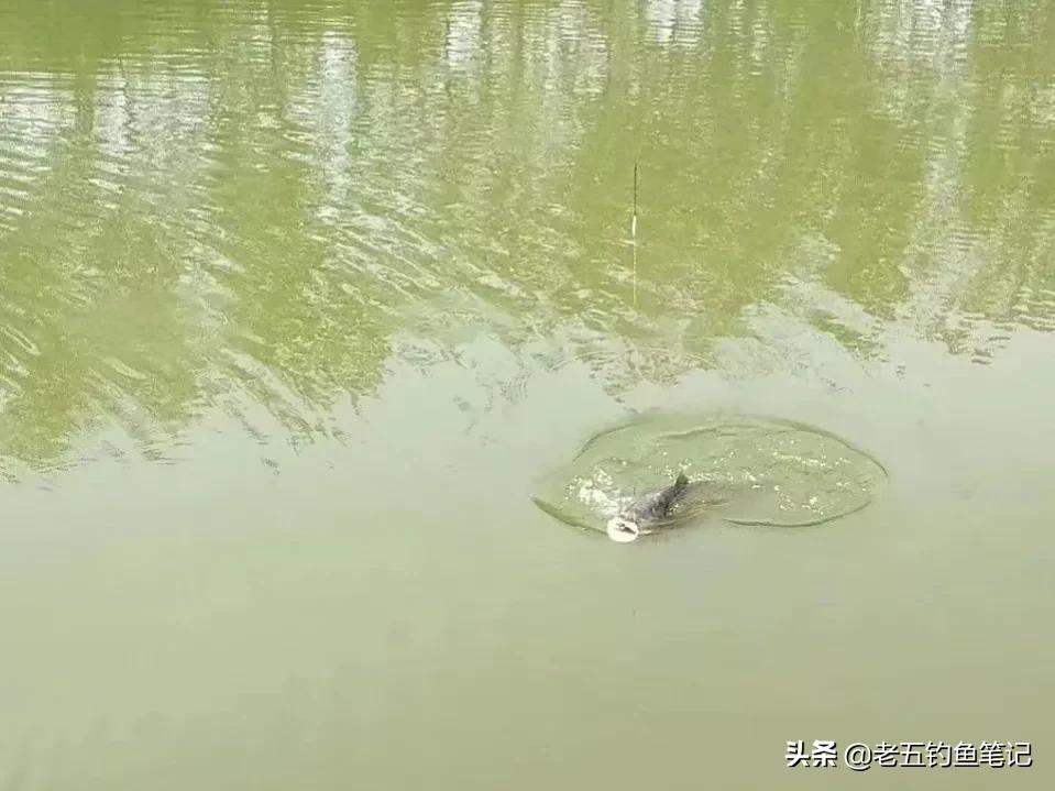 钓浮调漂是基础，但仅会调漂远远不够，还需掌握饵料、水层、鱼情等综合技巧方能高效上鱼。
