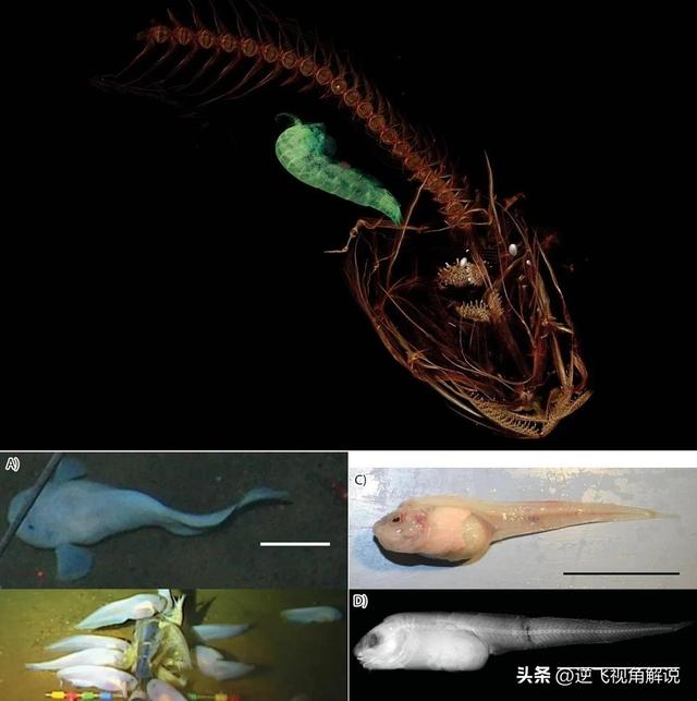 发现罕见深海怪鱼，会是核废水的产物吗