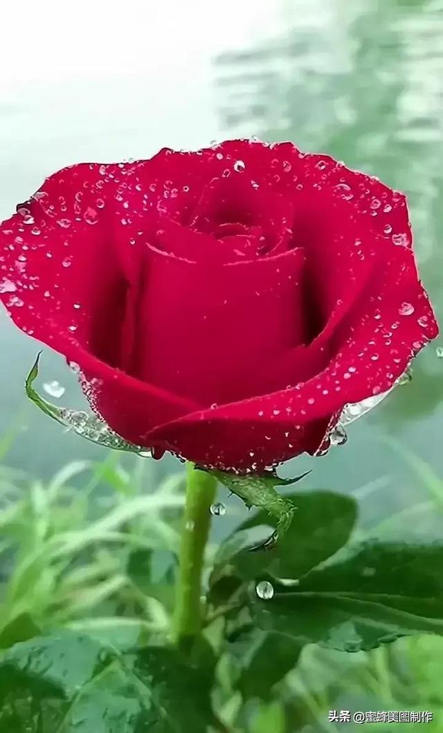 七夕节的图片，七夕浪漫情人节，玫瑰壁纸（七夕节的图片）