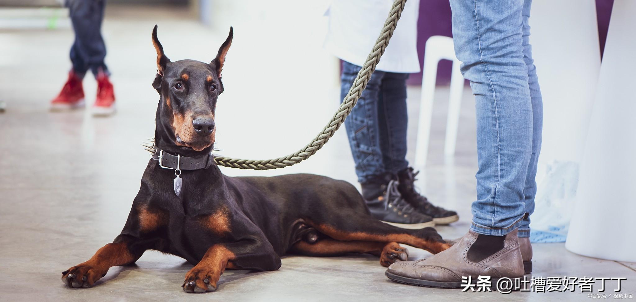 黑色小鹿犬卖多少钱 纯黑小鹿犬多少钱一只