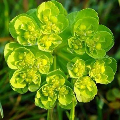 鲜花的花语和花的数目的寓意，鲜花数量的寓意（100种迷人的“数字花”）