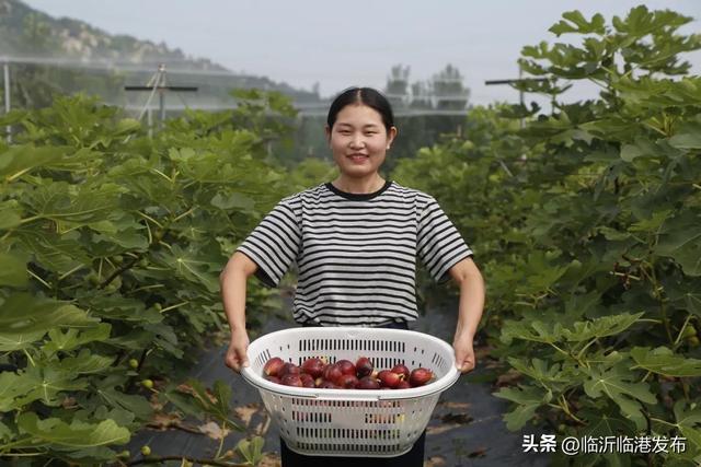 布兰瑞克无花果，布兰瑞克无花果苗行情（临港无花果采摘正当时，约起）