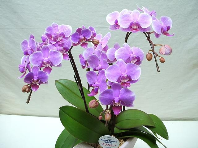 什么花代表希望，什么花代表希望和生命（最适合春节养的3种“幸运花”）