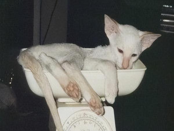 猫传腹早期症状(猫传腹有啥症状)