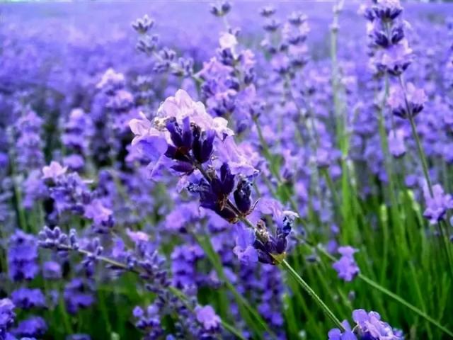 花，花好月圆人长久（72种鲜花欣赏图片）