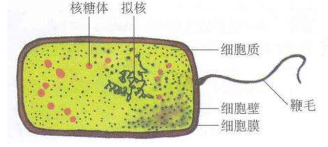 原核细胞都是单细胞生物吗，病毒是单细胞生物吗（而新发现的这种细菌却可以长到2cm）