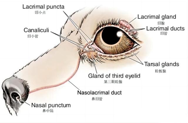 角马是啥动物，角马是什么意思（作为非洲草原上的“粮库”）