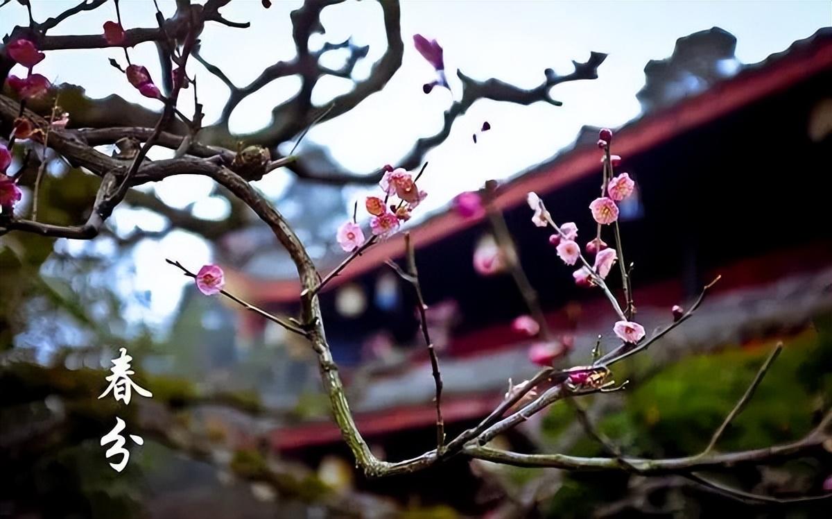 捧一卷詩詞鳥語花香的陽春三月在這風和日麗,草長鶯飛故晝夜均而寒暑