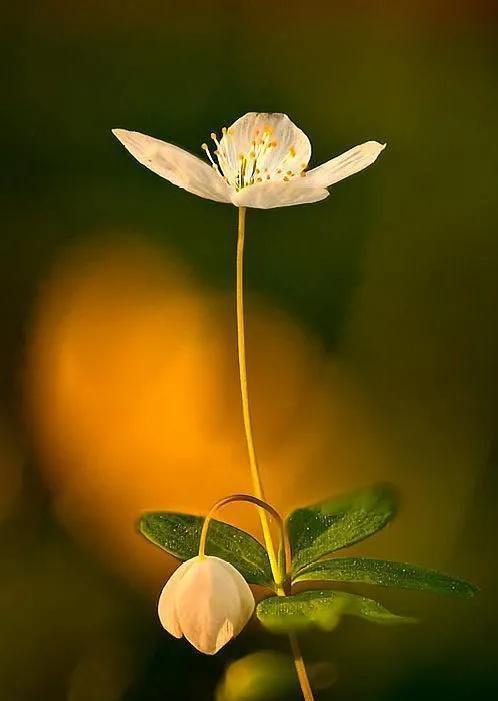 鲜花图片，鲜花图片下载 免费（分享图片：60款精美花卉图）