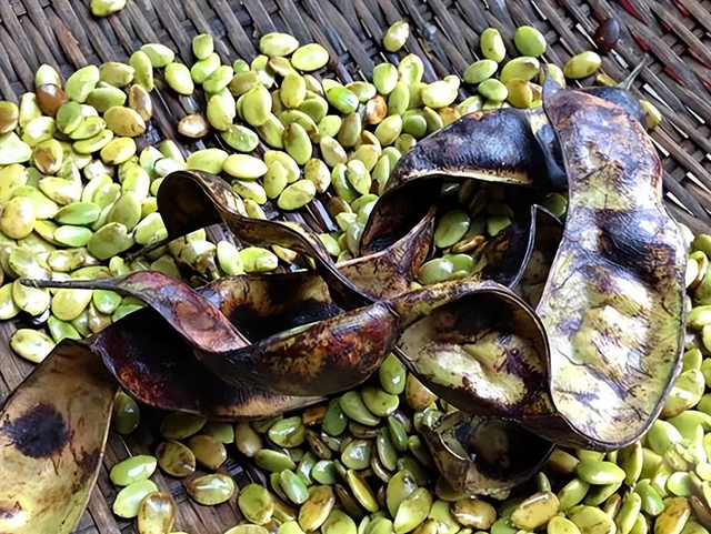 皂角米多少钱一斤，真正的皂角米多少钱一斤（能做糖水、洗衣、洗头）