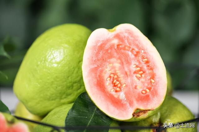 芭乐几月份成熟，芭乐成熟的季节是几月（和芭乐的区别是什么）