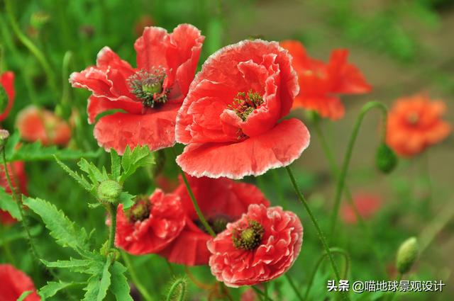 单子叶植物有哪些，各种叶子的用途（10种适合北方庭院种植的花镜植物）