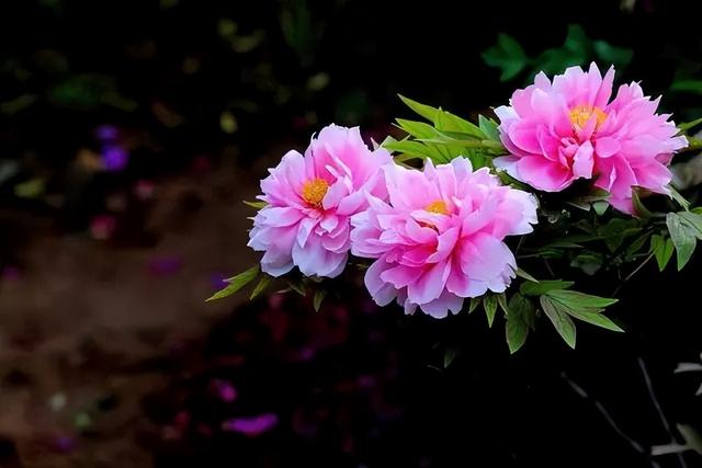 梅花象征什么，梅花象征什么青松象征什么雪花象征什么（中国十大名花排行榜）