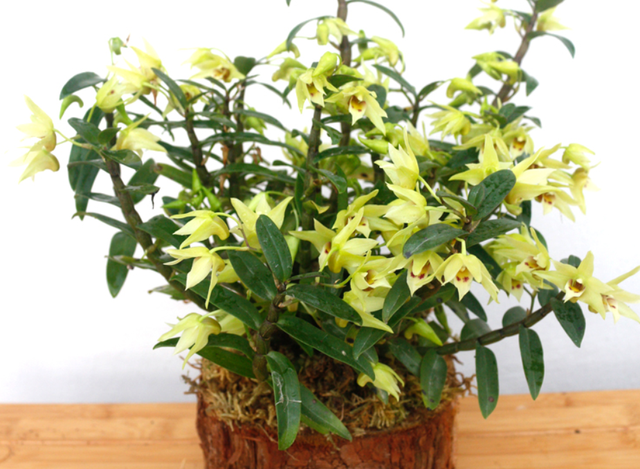 铁皮石斛怎么保存，铁皮石斛怎样保存（掌握越冬3技巧）