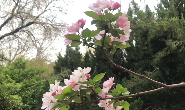 郑州樱花园在哪里，去郑州看樱花哪里好（郑州适合春天适合带孩子玩的宝藏地）