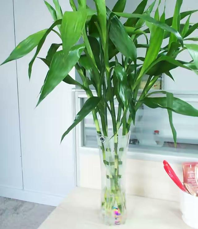 1,如何养富贵竹(富贵竹三种养护方法)