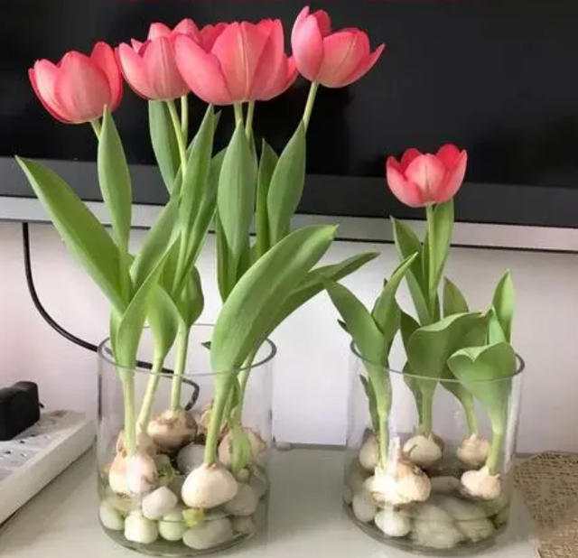 郁金香可以水培吗，郁金香水培的正确方法教程（让你在春节观赏到多彩的水培郁金香）