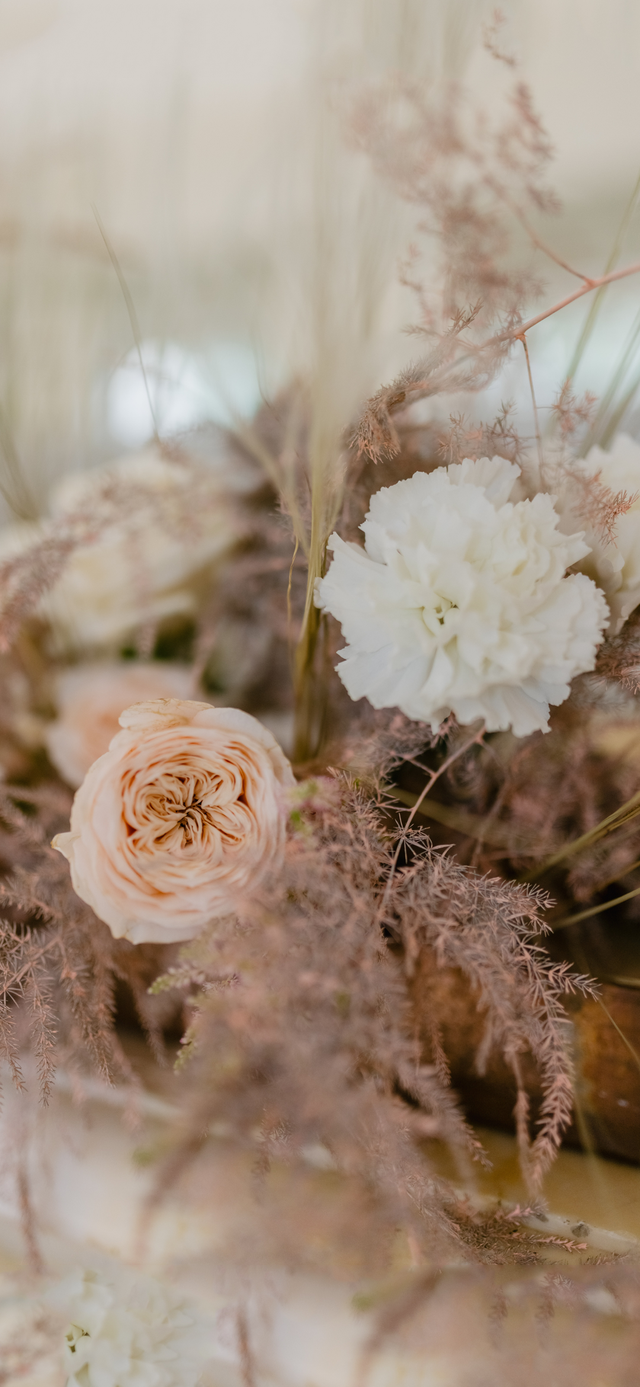 风景静物背景图|谢谢光临.，静物背景图片（花卉摄影壁纸图文解说）