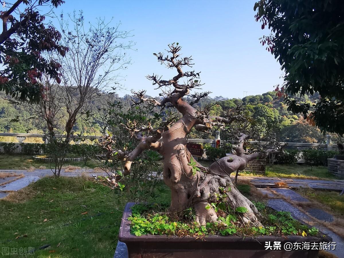 云浮特产有哪些，云浮的特产有哪些（广东云浮最值得去的五大景点）