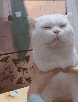 养猫的猫对人有什么好处，养猫的10个好处