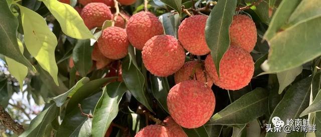 荔枝图序原文，荔枝图序原文及拼音朗读（中国最好吃的荔枝在哪里）