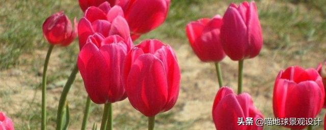 单子叶植物有哪些，各种叶子的用途（10种适合北方庭院种植的花镜植物）