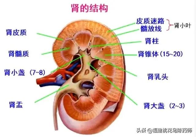 中医上的肾的七大功能，中医肾的功能有哪些（浅谈中医养生补肾的重要性）