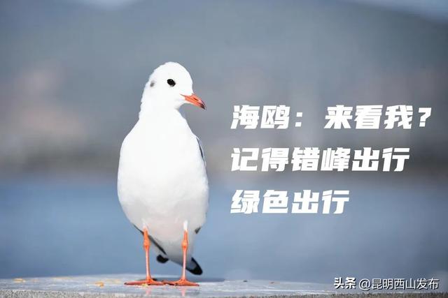 昆明海鸥最佳观赏地，去海埂大坝看海鸥前