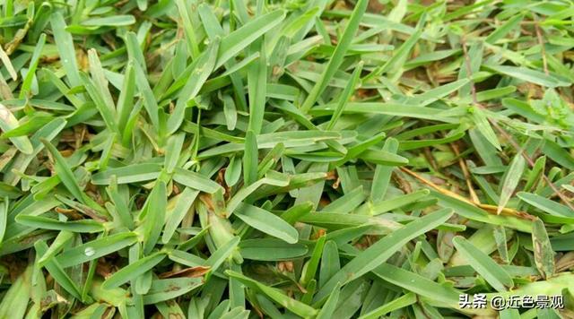 钝叶草（钝叶草），园林绿化中常见草坪植物种类（葎草叶片病害）