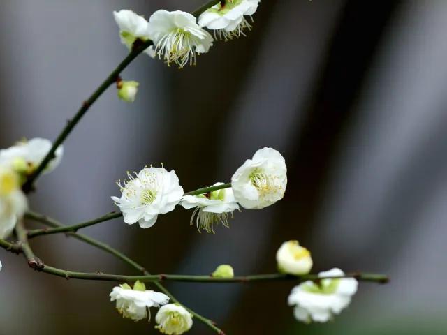 春天的花代表，春天的花代表什么（<一>君子兰、杜鹃、茶花、梅花、长寿花）