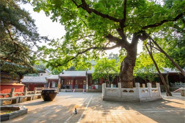 北京风景优美的地方，北京十大最值得去的景点（古寺寻幽、山林品茶）