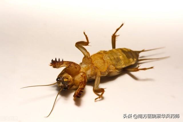 蝼蛄属于哪类昆虫，蝼蛄是昆虫还是非昆虫（是一味利水消肿良药）