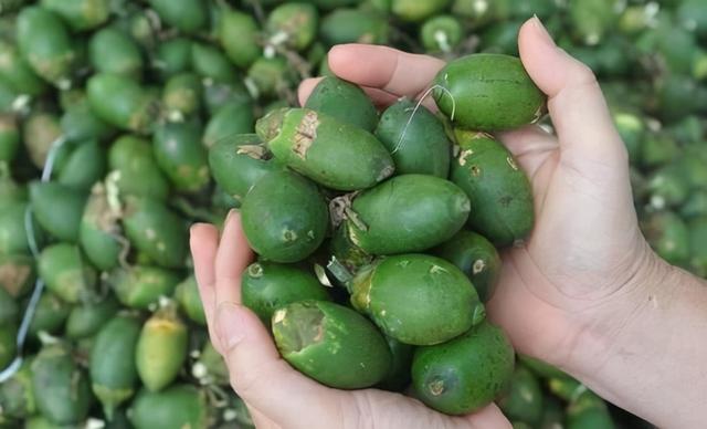 嚼槟榔为什么上瘾，吃槟榔为什么会上瘾（我国约有1亿人在嚼槟榔）