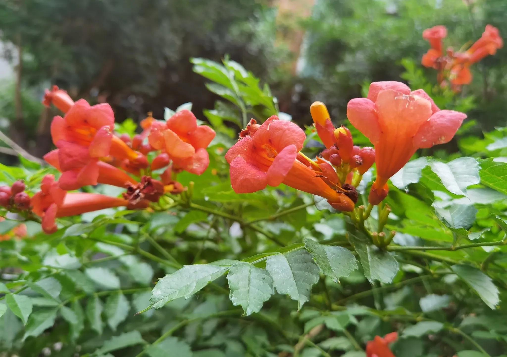 夏天常见的花有哪些，夏天常见的花有哪些花开（那些夏日花园里开得灿烂的耐热花卉）