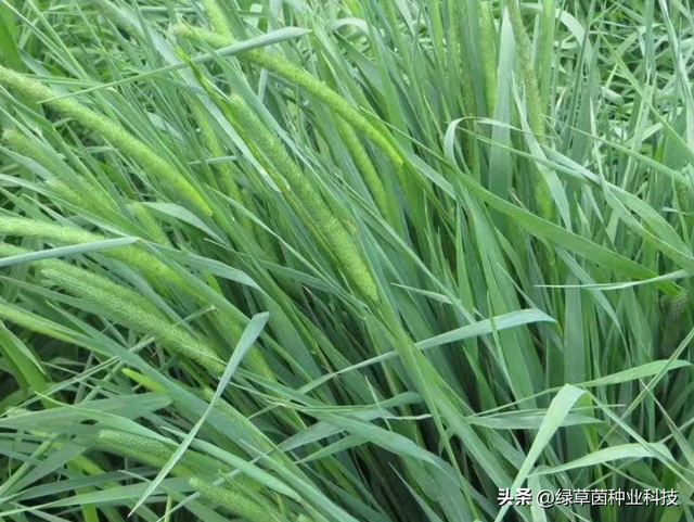 猫尾草的种植方法和注意事项，猫尾草种植技术（养兔子养宠物就种它）