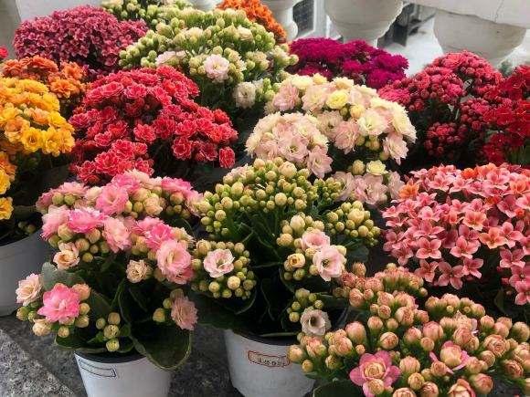 纯氧气能吸吗，纯氧气可以呼吸吗（建议养些“健康花”）