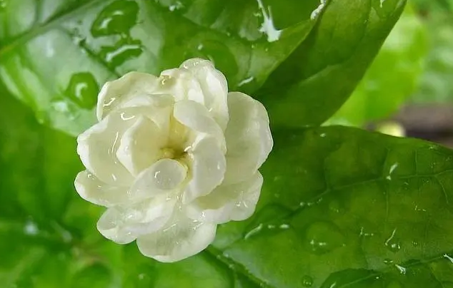 茉莉花如何种植，紫茉莉怎么种植（只要修剪到位）