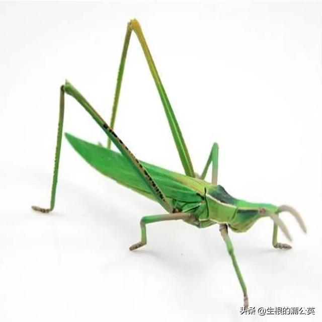 蚂蚱几条腿，蚂蚱几条腿打三个数字（这几种蚂蚱，小时候你抓过几种）