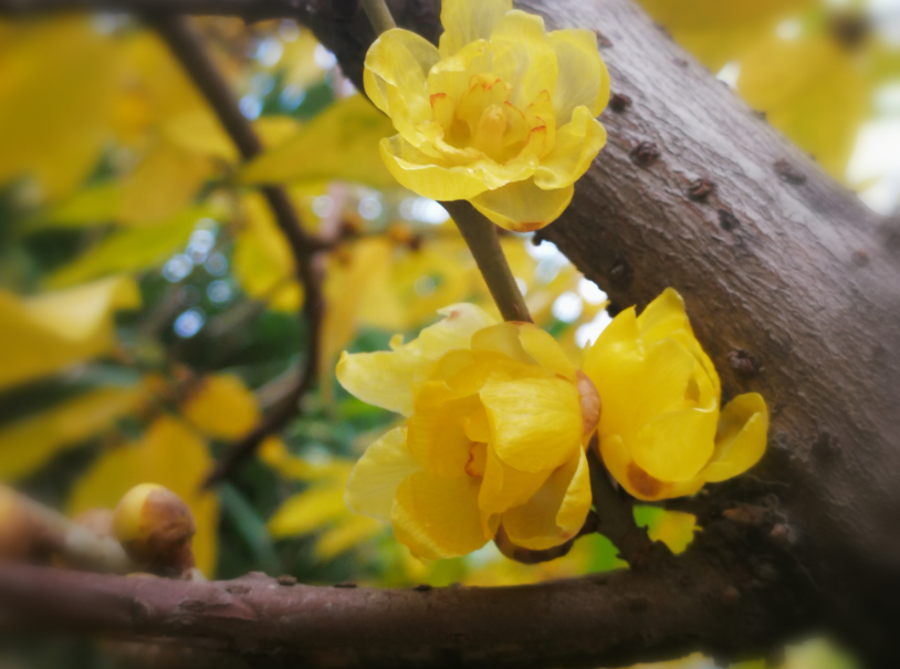 栀额黄添晕,檀心蜜作香.