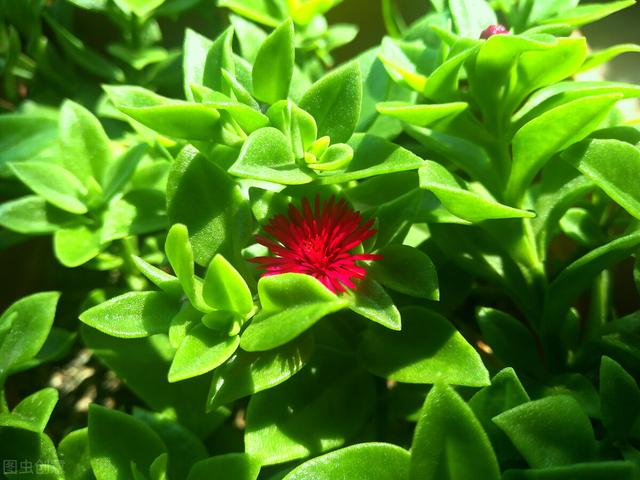 三七食用方法，三七食用方法和功效（黄瓜、苦瓜靠边站）