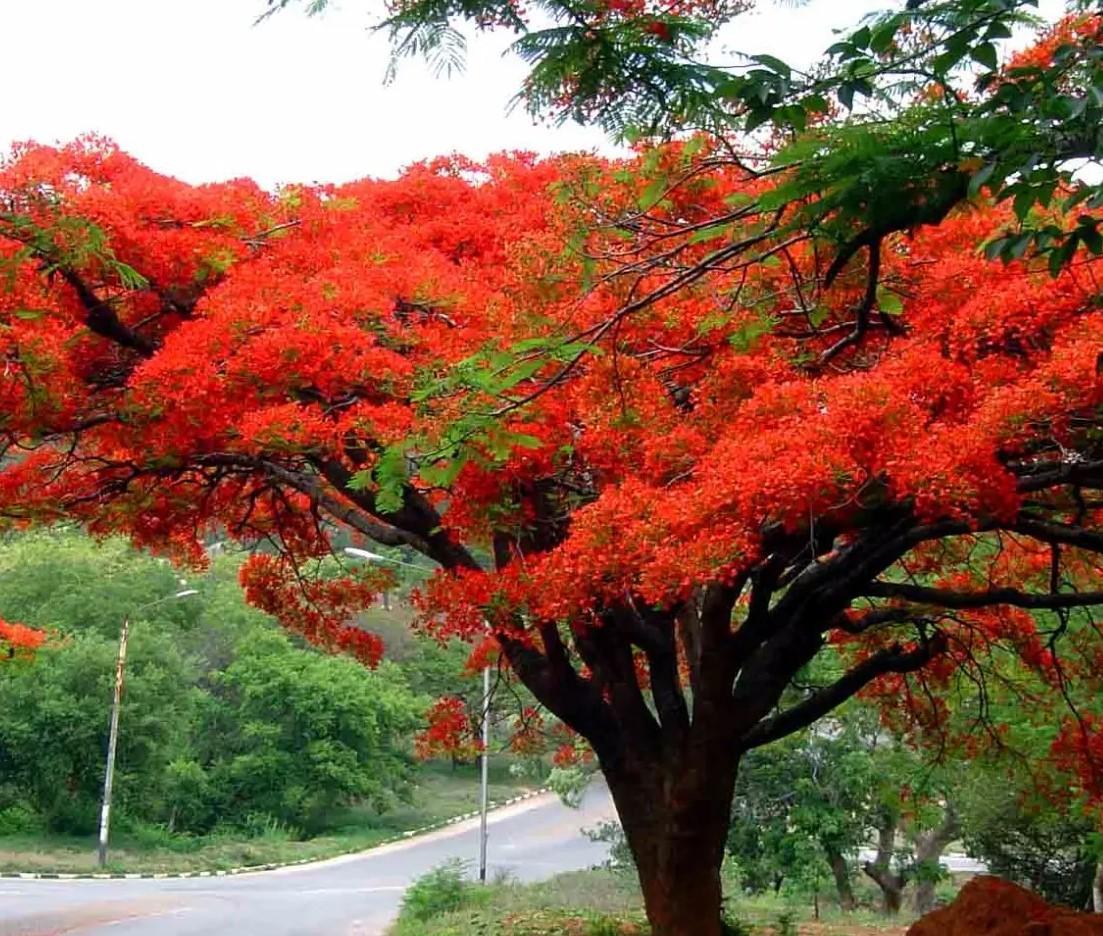 自贡市花市树图片